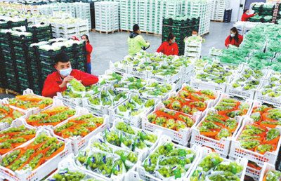 滿園冬棗喜豐收 鮮活水產品映秋色